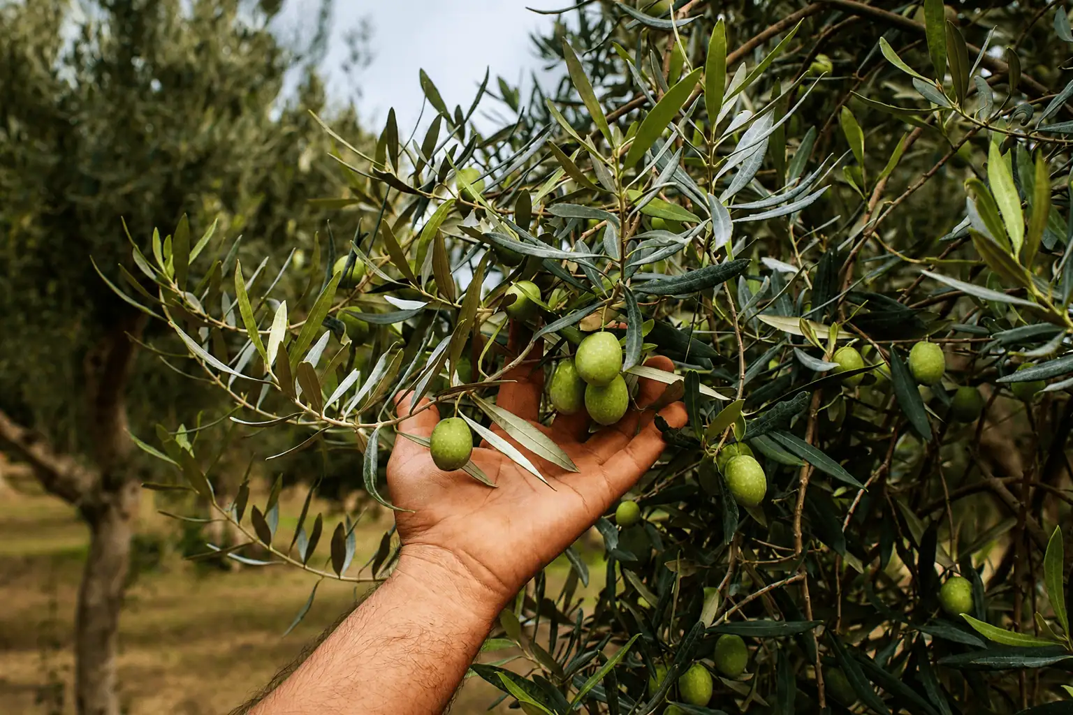 Gli ulivi dell’Azienda Agricola Antonio Marino a Cutro