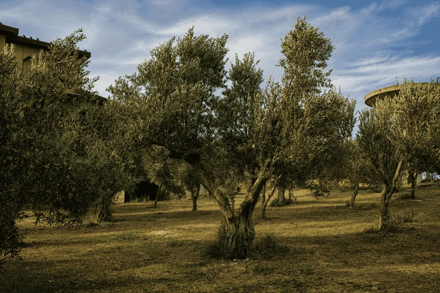 L’uliveto dell’Azienda Agricola Antonio Marino